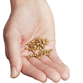 Cilantro Seeds